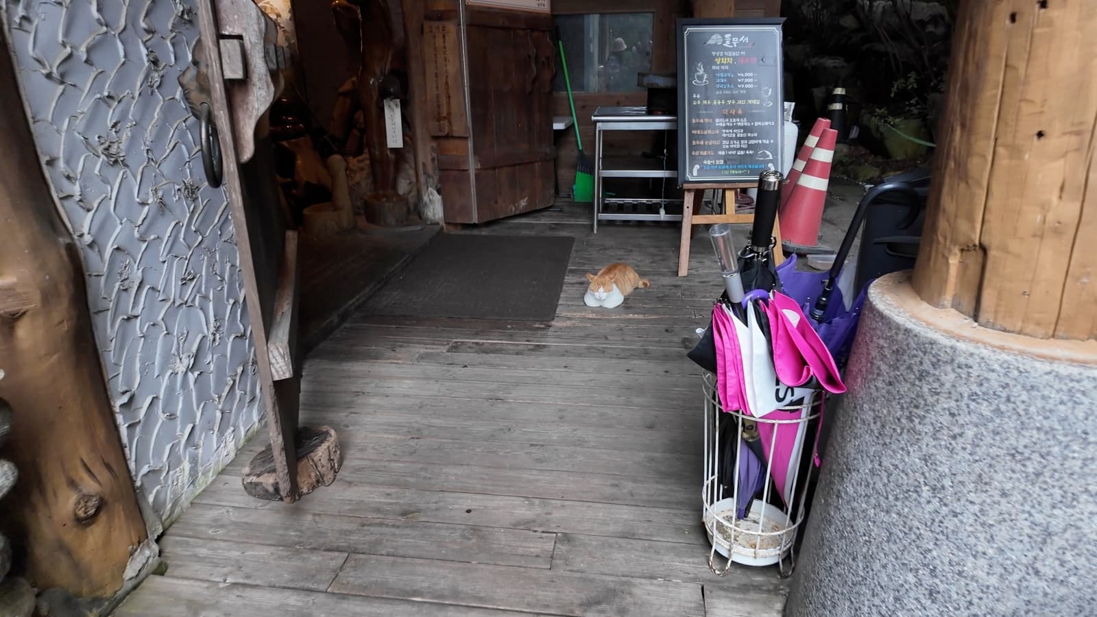 Cat at Deulmusae cafe