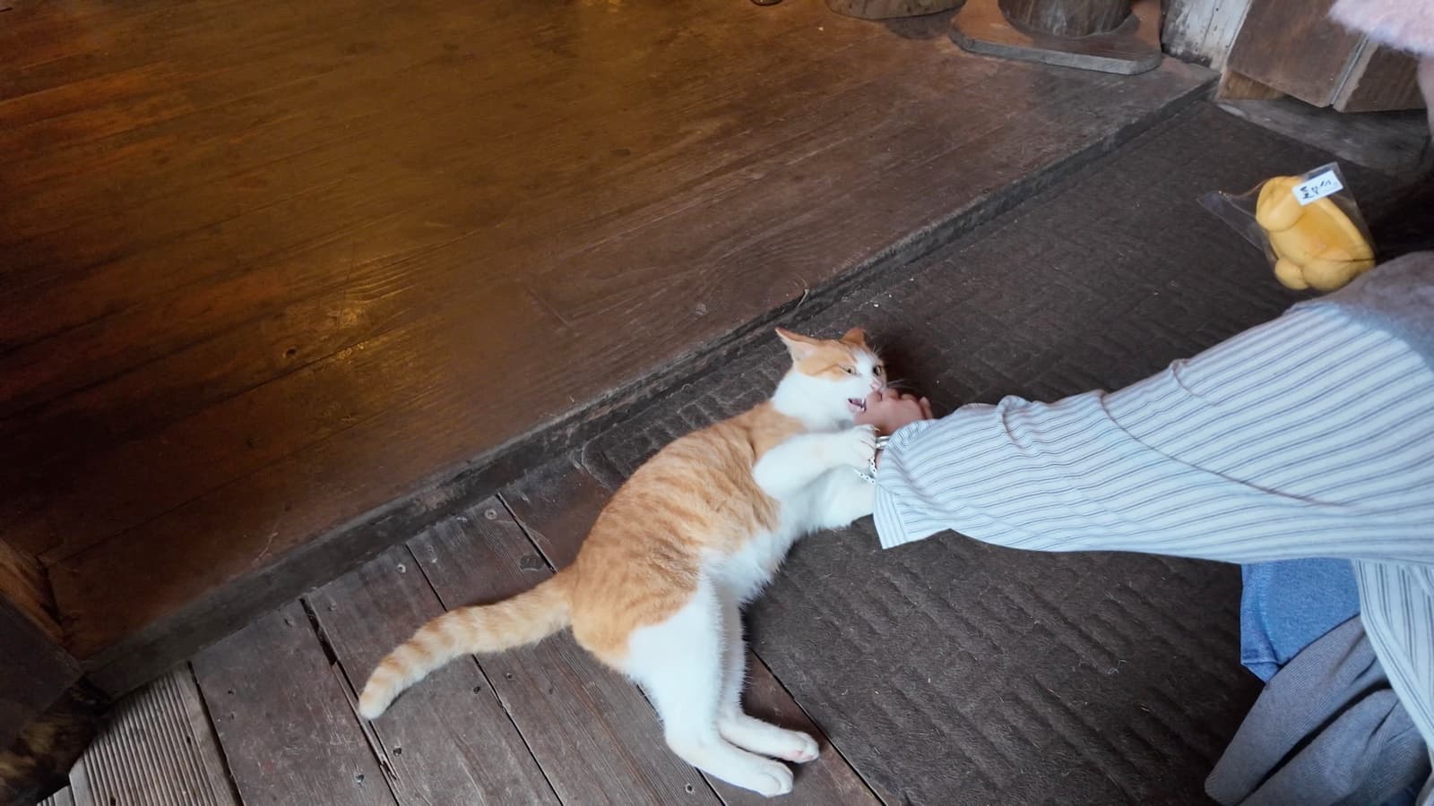 Cute cat at Deulmusae