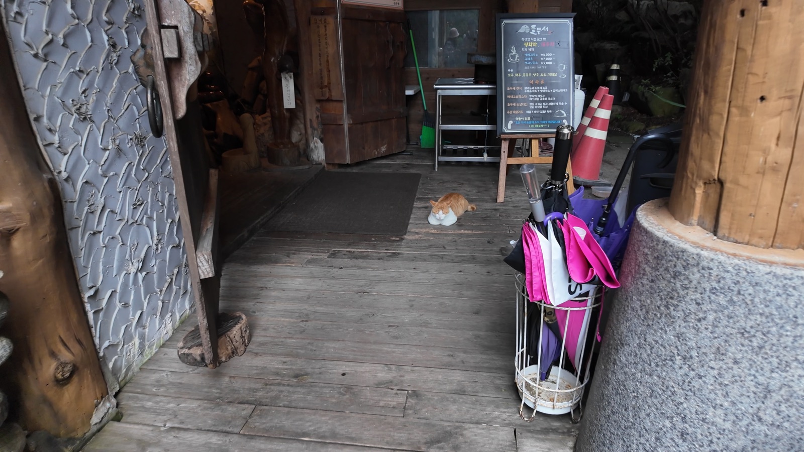 Cat at Deulmusae cafe
