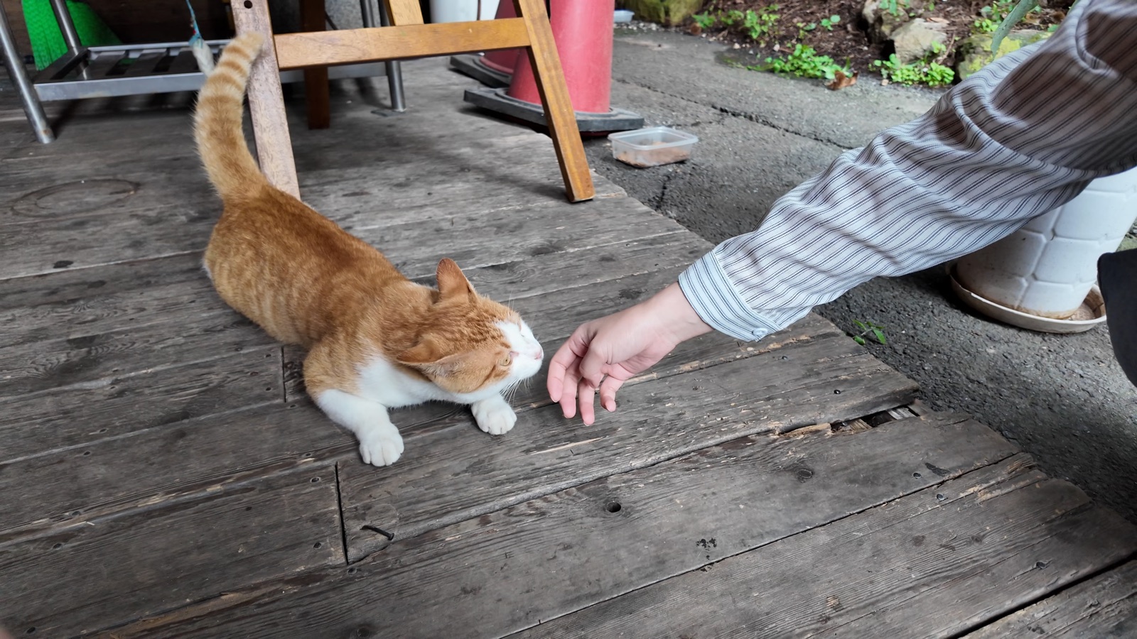 Deulmusae cafe cat
