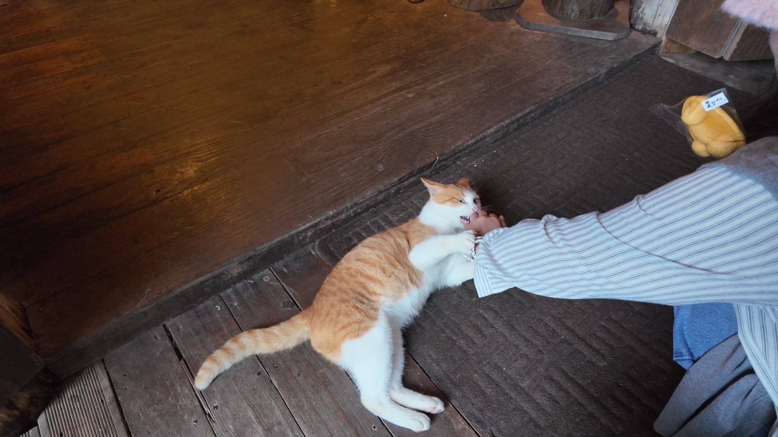 Cute cat at Deulmusae
