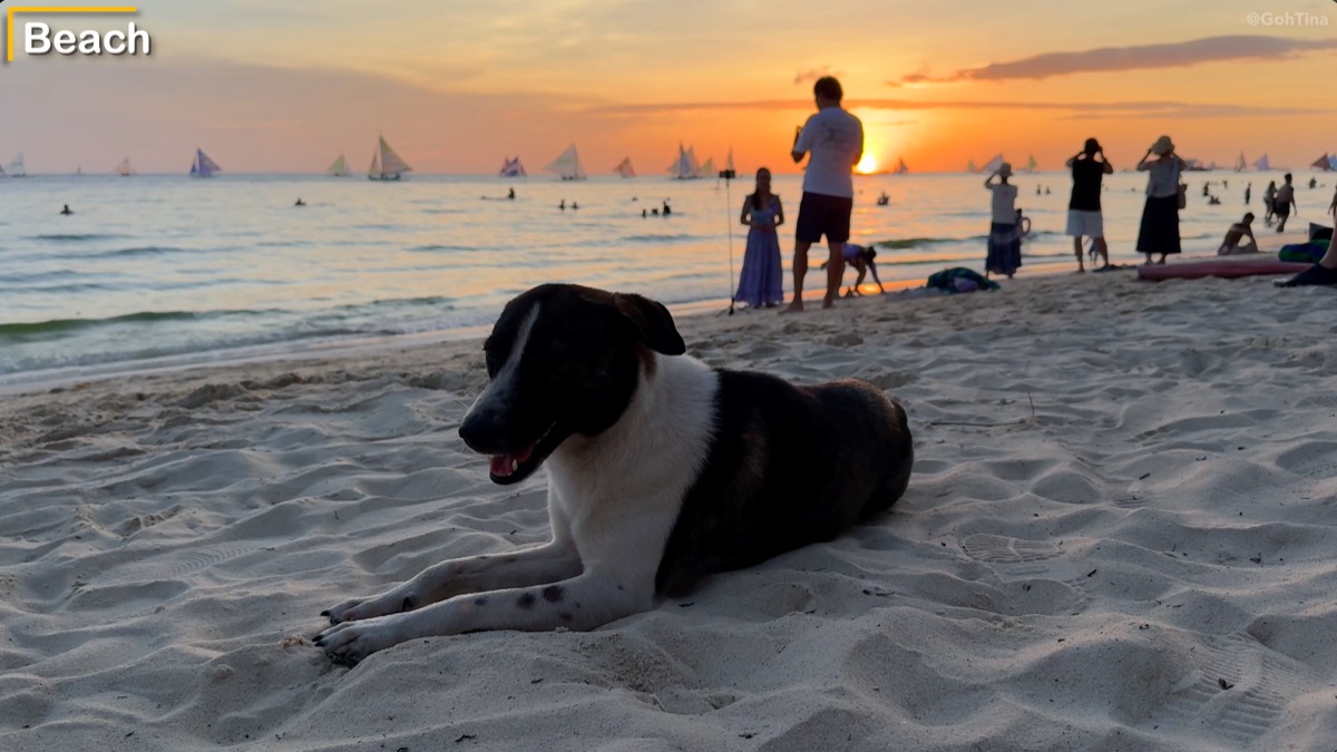 A dog on the beach at sunset in Boracay